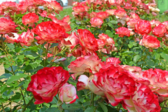 Картинка цветы розы роза бутон лепестки листья цветение rose bud petals leaves blossoms