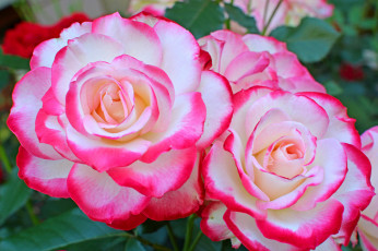 Картинка цветы розы роза бутон лепестки листья цветение rose bud petals leaves blossoms