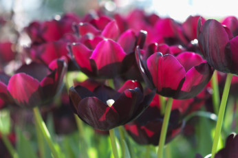 Картинка цветы тюльпаны много лепестки цветение разноцветные