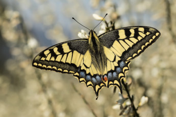Картинка животные бабочки +мотыльки +моли бабочка махаон боке
