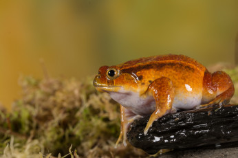 Картинка животные лягушки лягушка окрас