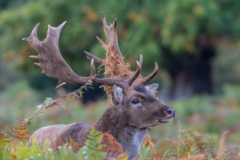Картинка животные олени большой рога шерсть окрас олень