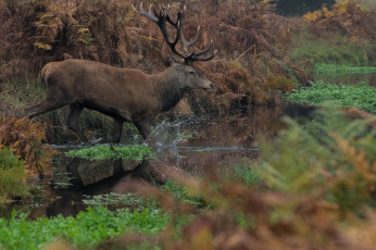 Картинка животные олени рога олень большой