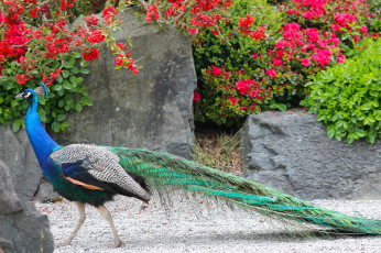 обоя животные, павлины, окрас, птица, перья, павлин