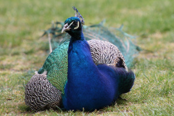 Картинка животные павлины перышки цвета окрас павлин
