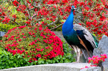 Картинка животные павлины птица окрас цвет перья павлин