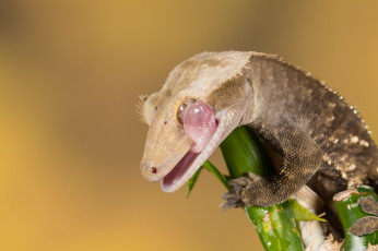 Картинка животные Ящерицы +игуаны +вараны цветок язык ящерица