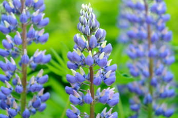 Картинка цветы люпин цветение цвет