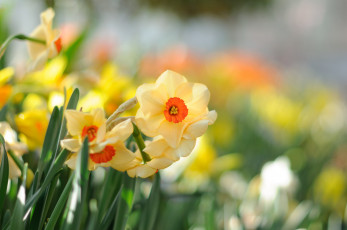 Картинка цветы нарциссы цветение лепестки