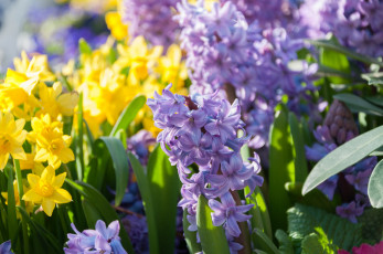 Картинка цветы разные+вместе ярко нежно цветение нарциссы разные