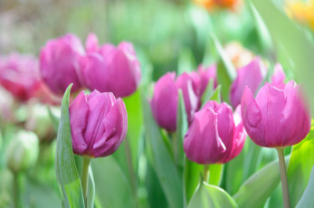 Картинка цветы тюльпаны цветение разноцветные много лепестки