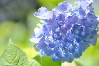 Картинка цветы гортензия цветение куст