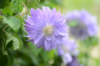 Картинка цветы клематис+ ломонос клематис