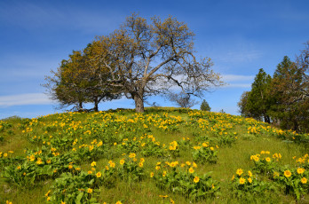 Картинка природа деревья простор
