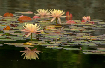 Картинка цветы лотосы листики цветение цветок лотос