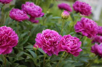 Картинка цветы пионы куст листья лепестки цветение