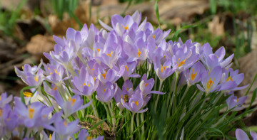 Картинка цветы крокусы листики цветение