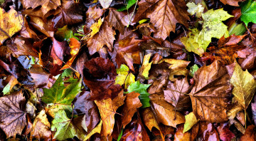 Картинка природа листья осень