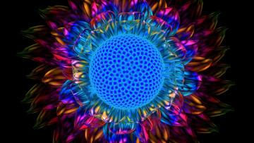 Картинка 3д+графика цветы+ flowers подсолнух