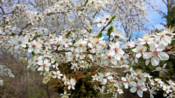 Картинка цветы цветущие+деревья+ +кустарники цветущая веточка цветки листья ветка