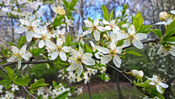 Картинка цветы цветущие+деревья+ +кустарники цветущая веточка цветки листья ветка