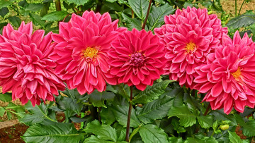 Картинка цветы георгины георгин белый цветение лепестки