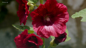 Картинка цветы мальвы цвет цветение мальва