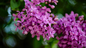 Картинка цветы сирень цветение цветки лепестки