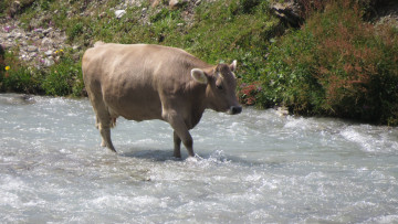 Картинка животные коровы +буйволы корова