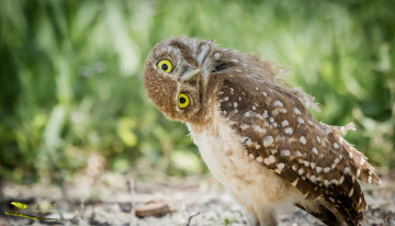 Картинка животные совы перья окрас птица сова