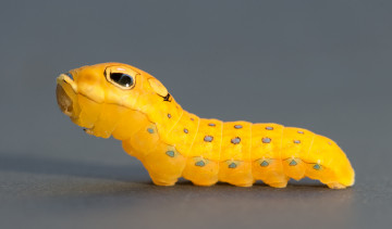 Картинка животные гусеницы жёлтая