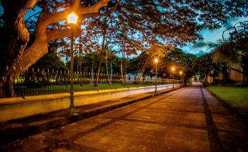 Картинка природа парк деревья фонари аллея ночь