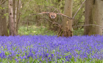 обоя животные, совы, окрас, перья, сова, птица