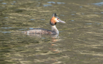 Картинка животные Чомги+ поганки вода перья птица чомга