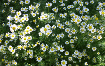 Картинка цветы ромашки луг полевые