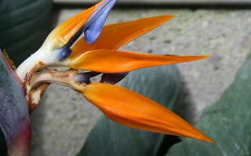 Картинка цветы стрелиция+ райская+птица экзотика
