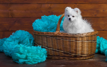 обоя животные, собаки, белый, портрет, очаровашка, шпиц, собака, доски, деревянный, корзина, милашка, ткань, щенок, лапочка, бумага, фотосессия, сидит, голубой, мордашка, махровая, украшения, фон
