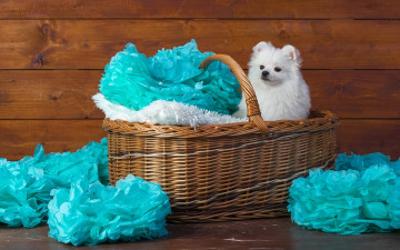обоя животные, собаки, милашка, ткань, шпиц, фон, украшения, собака, лапочка, голубой, фотосессия, сидит, портрет, щенок, белый, мордашка, махровая, доски, корзина, деревянный, очаровашка, бумага