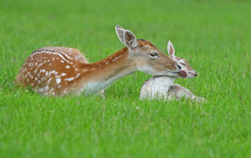 Картинка животные олени природа лето