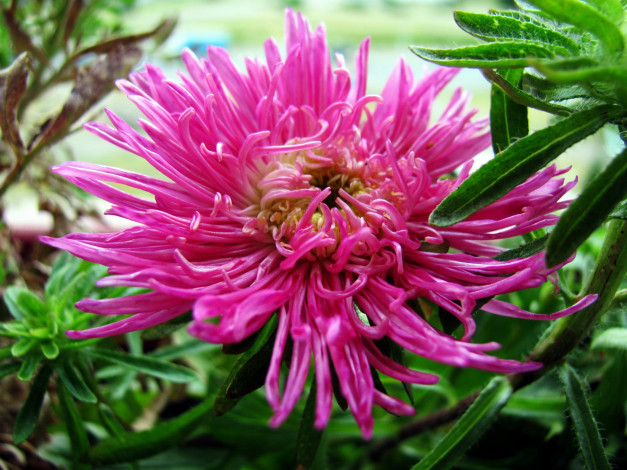 Обои картинки фото цветы, астры, макро