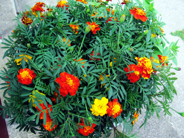 Обои картинки фото цветы, бархатцы, тагетес