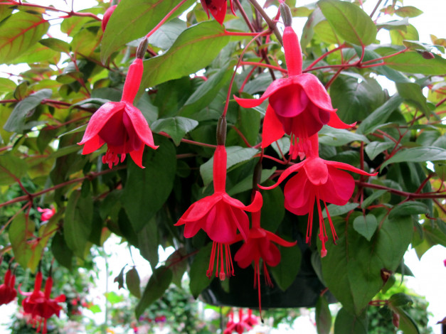 Обои картинки фото цветы, фуксия, розовый