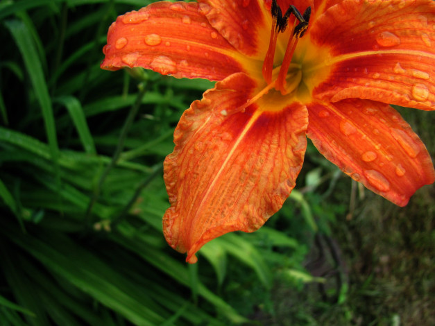 Обои картинки фото цветы, лилии,  лилейники, лилейник