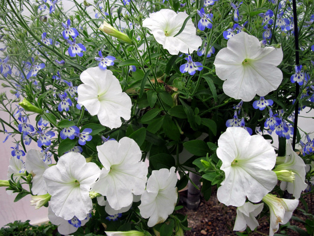 Обои картинки фото цветы, разные вместе, синий, белый