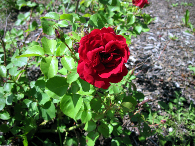 Обои картинки фото цветы, розы, красный