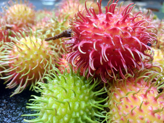 Обои картинки фото еда, рамбутан, мохнатый, фрукт, экзотика