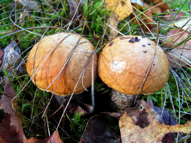 Обои картинки фото природа, грибы, подосиновик