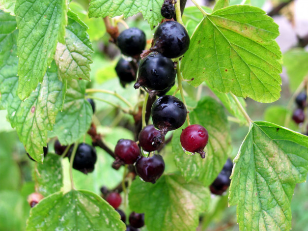 Обои картинки фото природа, Ягоды, смородина