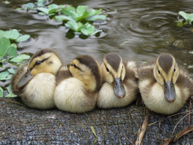 Обои картинки фото животные, утки, малыши, отдых, перышки