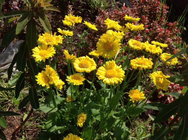 Обои картинки фото цветы, желтый, цветок